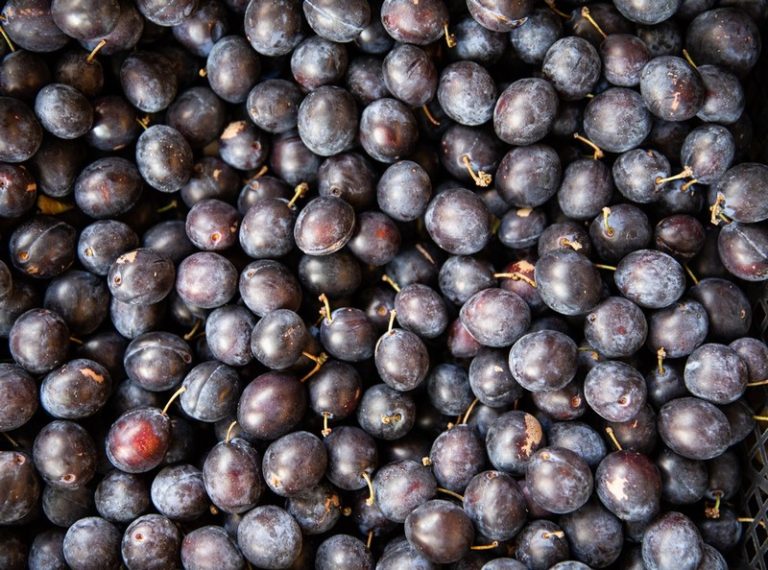 Damson Plum from Panzer's