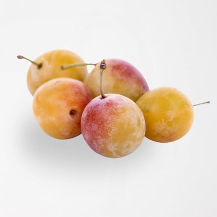 Mirabelle Plum from Panzer's