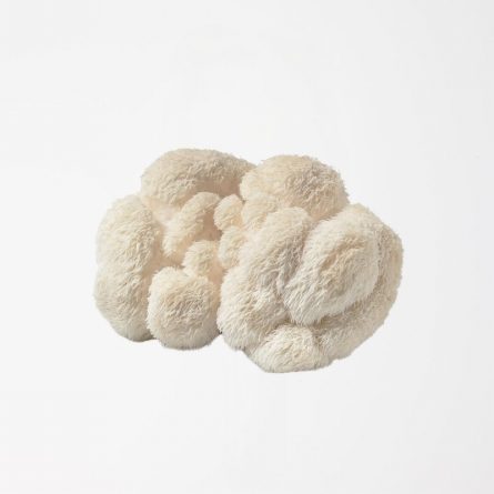 Lion's Mane Mushrooms from Panzer's