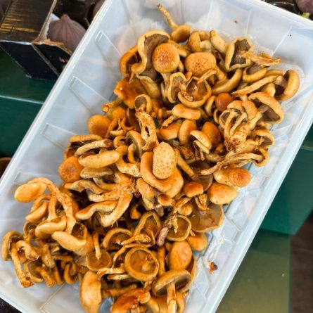 Fresh Nameko Mushroom from Panzer's