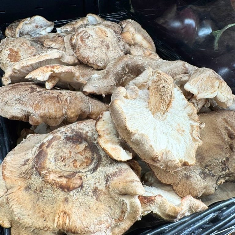 Shiitake Mushrooms from Panzer's